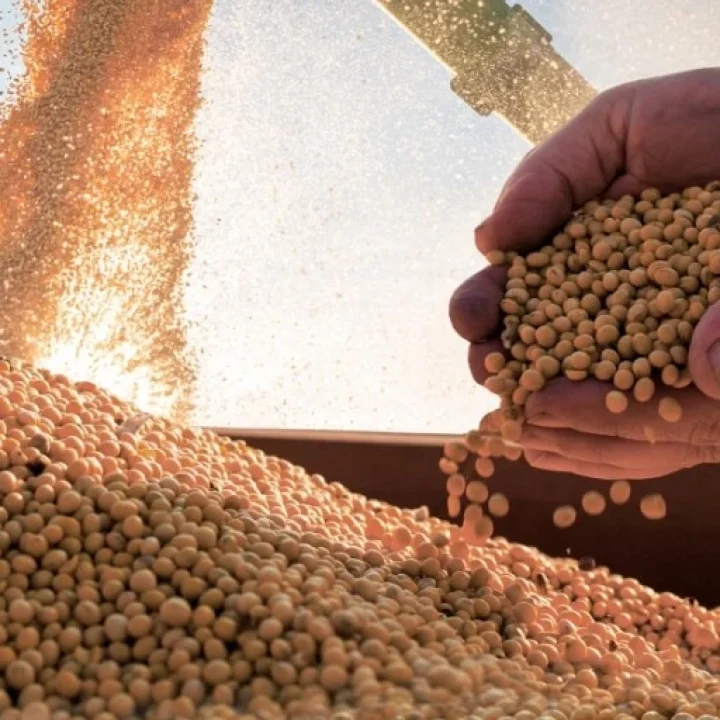 Maos-agricultor-graos-soja-Classificacao-de-graos